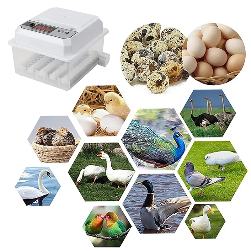 Automatic Incubator — 16 Eggs
