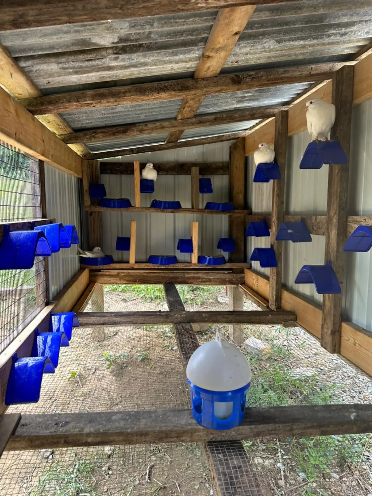 Plastic Pigeon Perches — 20 Pcs