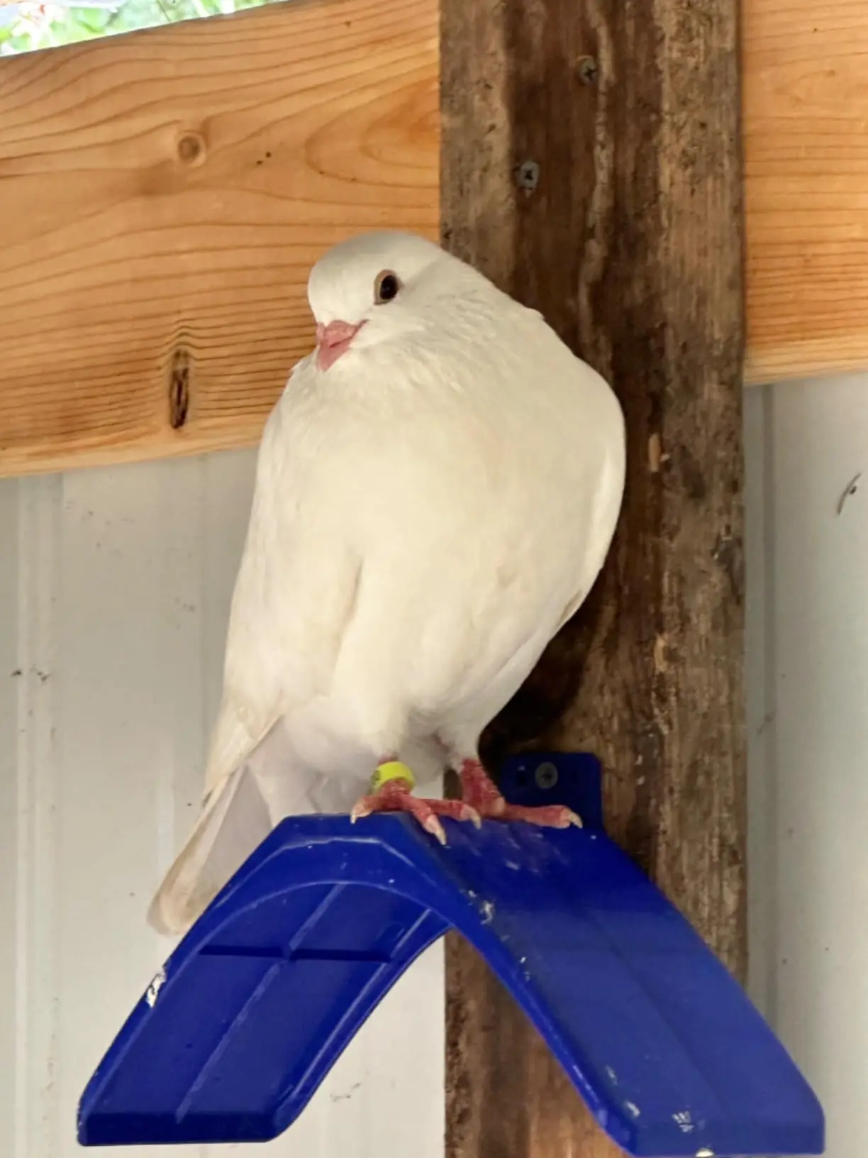 Plastic Pigeon Perches — 20 Pcs