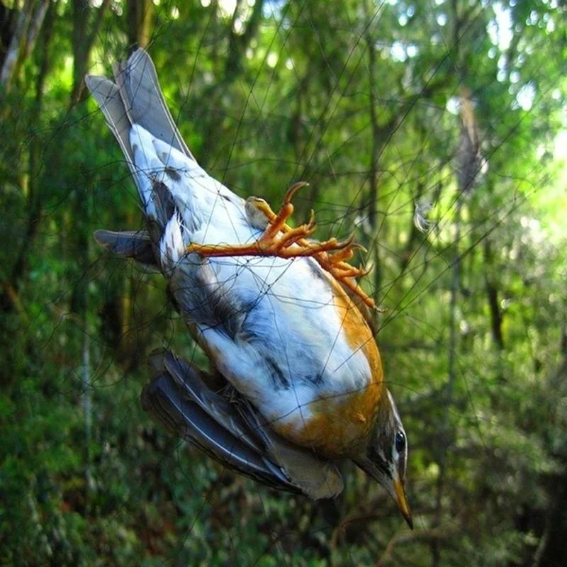 Bird Protection Netting for Crops — 15 m