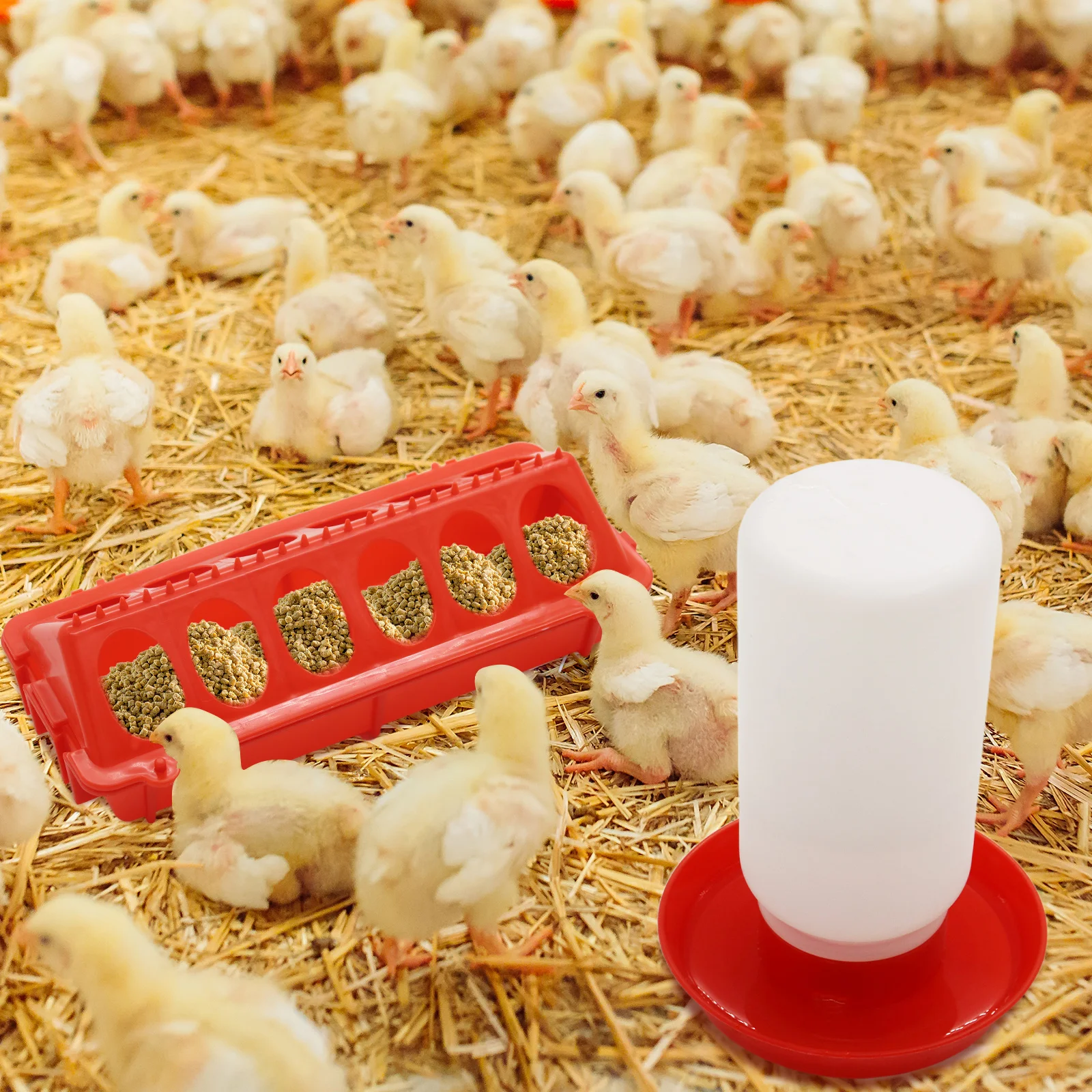 Automatic Bird Feeder & Waterer